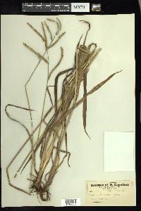 Paspalum floridanum image