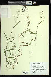 Kellochloa verrucosa image