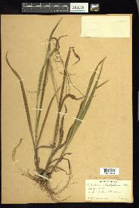 Paspalum setaceum var. ciliatifolium image