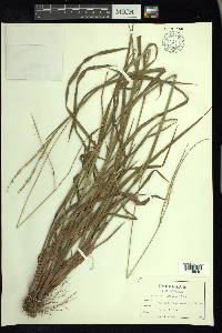 Paspalum setaceum var. ciliatifolium image