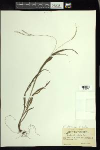 Paspalum setaceum var. ciliatifolium image