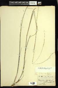 Panicum tenerum image