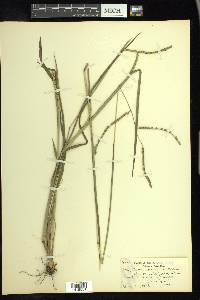 Paspalum circulare image