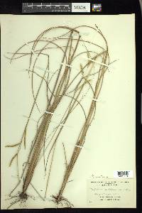 Paspalum praecox image