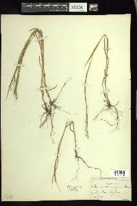 Kellochloa verrucosa image