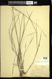 Panicum tenerum image