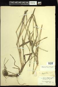 Paspalum longipilum image