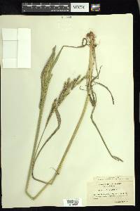 Paspalum dilatatum image