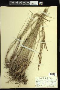 Paspalum plicatulum image