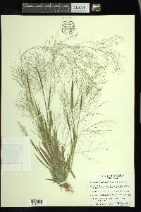 Panicum philadelphicum image