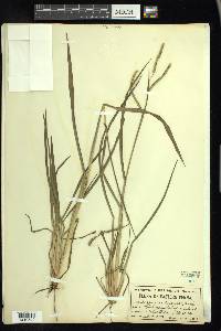 Paspalum circulare image