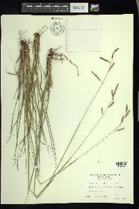 Paspalum plicatulum image