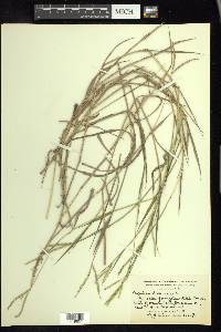 Paspalum distichum image