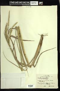 Paspalum floridanum image