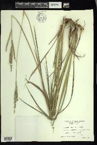 Paspalum floridanum image