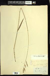 Paspalum floridanum image