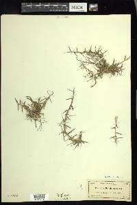 Paspalum distichum image