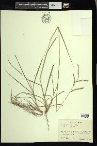 Paspalum plicatulum image