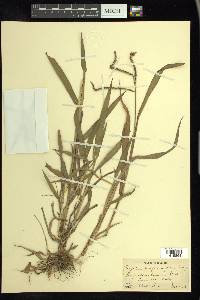 Paspalum pubiflorum image