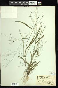 Kellochloa verrucosa image