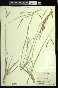 Paspalum plicatulum image