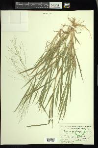 Panicum philadelphicum image