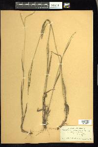 Paspalum setaceum var. setaceum image