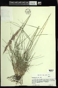 Pappophorum bicolor image