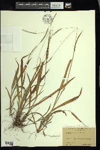 Paspalum setaceum var. ciliatifolium image