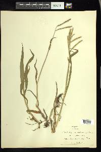 Paspalum pubiflorum image