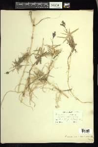 Panicum repens image