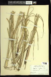 Paspalum praecox image