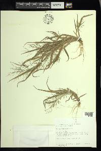 Panicum tuckermanii image