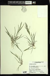 Panicum tuckermanii image