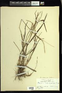 Paspalum setaceum var. ciliatifolium image