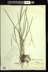 Paspalum laeve image