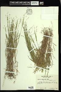 Kellochloa verrucosa image