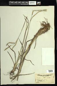 Paspalum laeve image