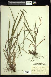 Paspalum setaceum var. ciliatifolium image