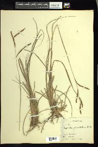 Paspalum plicatulum image