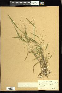 Kellochloa verrucosa image