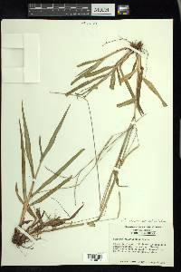 Paspalum setaceum var. ciliatifolium image