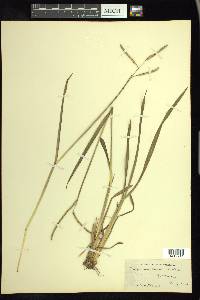 Paspalum laeve image