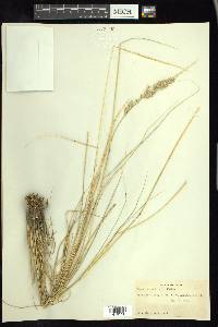 Pappophorum bicolor image