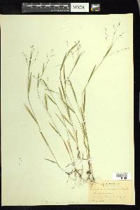 Kellochloa verrucosa image