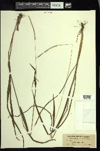 Paspalum setaceum var. setaceum image