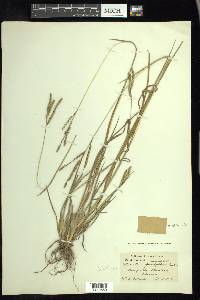 Paspalum circulare image