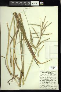 Paspalum pubiflorum image