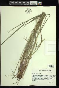 Paspalum praecox image