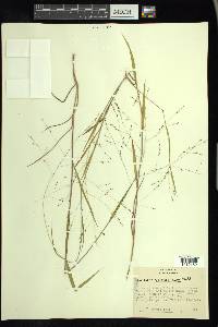 Kellochloa verrucosa image